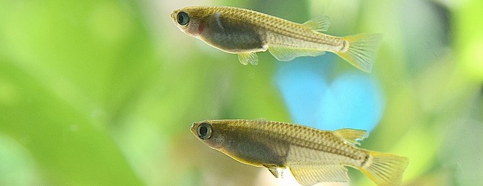 メダカの飼育・販売